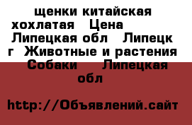 щенки китайская хохлатая › Цена ­ 3 000 - Липецкая обл., Липецк г. Животные и растения » Собаки   . Липецкая обл.